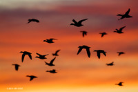 MSWL01095 Mutiple Species Waterfowl
