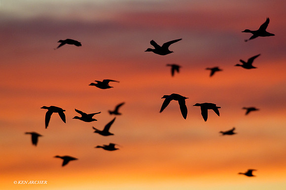 MSWL01095 Mutiple Species Waterfowl