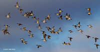 MSWL00951 Mutiple Species Waterfowl