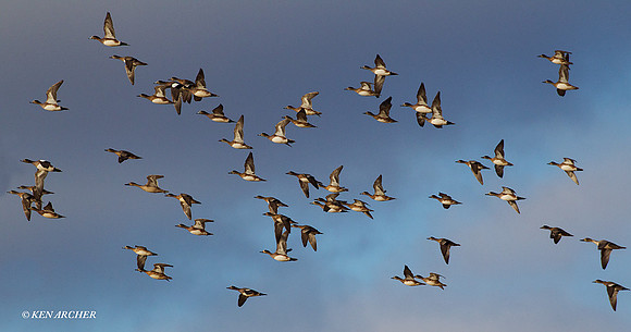 MSWL00951 Mutiple Species Waterfowl
