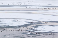 MSWL00463 Mutiple Species Waterfowl