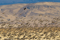 BE02359 Bald Eagle