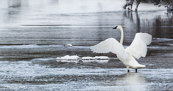 TWSW00345 Trumpeter Swan