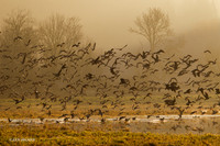 MASE00353 Marsh Wetlands
