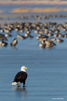 BE02379 Bald Eagle