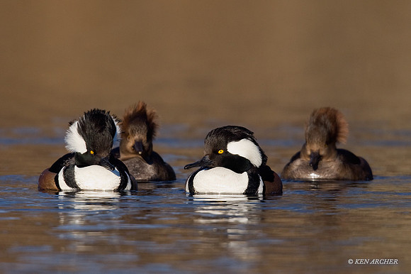HDMR00097 Hooded Merganser