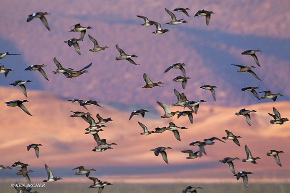 MSWL01032 Mutiple Species Waterfowl