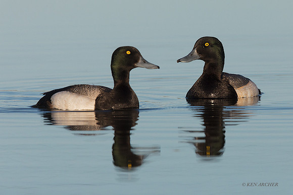 NMGP00091 - Greater Scaup
