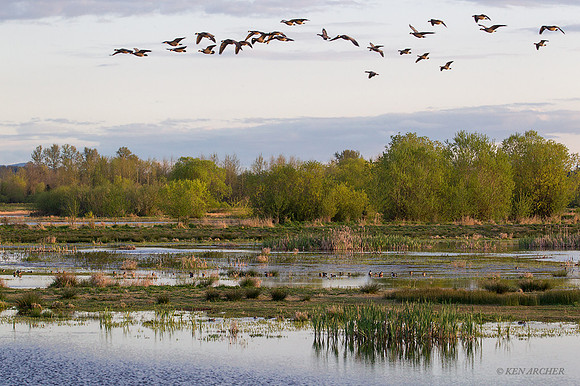 MASE00782 - Marsh Wetlands