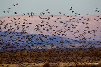 Mutiple Species Waterfowl - MSWL00755