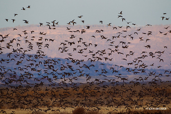 Mutiple Species Waterfowl - MSWL00755