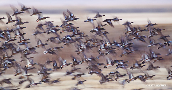 MSWL01068 Mutiple Species Waterfowl