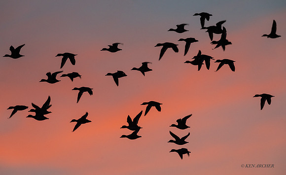 MSWL02300 - Waterfowl