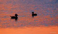 HDMR00340 Hooded Merganser