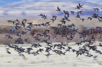 MSWL01062 Mutiple Species Waterfowl