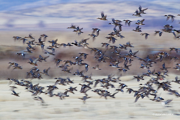 MSWL01062 Mutiple Species Waterfowl