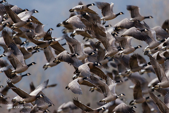 LCFL01491 Lesser Canada Geese