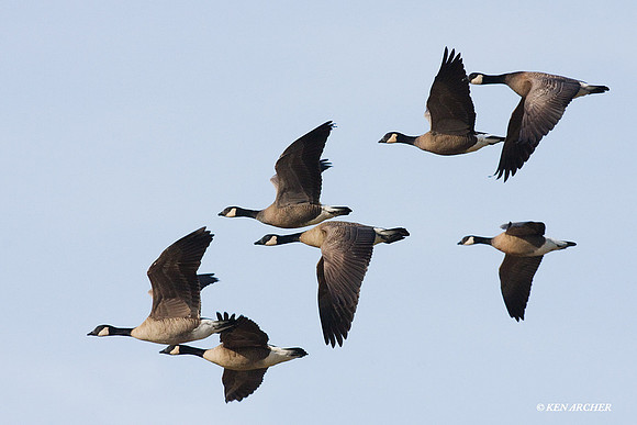 LCFL01317 Lesser Canada Geese