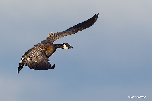 LCFL02086 Lesser Canada Geese