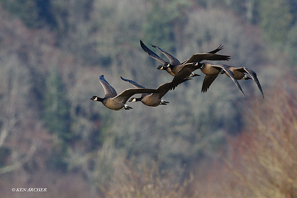 LCFL00779 Cackling Canada Geese