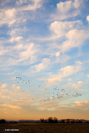 LCFL00400 Lesser Canada Geese