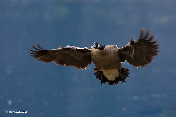 LCFL01558 Lesser Canada Geese