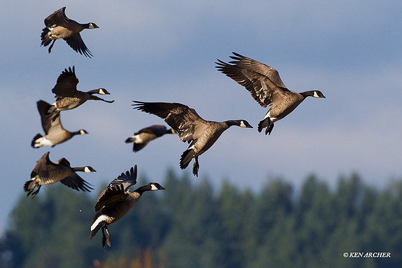 LCFL02175 Lesser Canada Geese