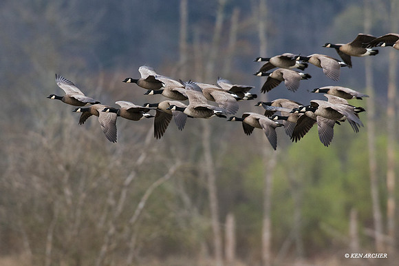 LCFL03407 - Lesser Canada Geese