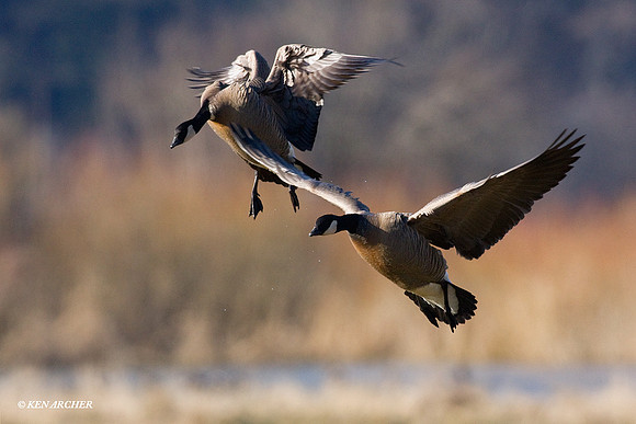 LCFL01265 Lesser Canada Geese