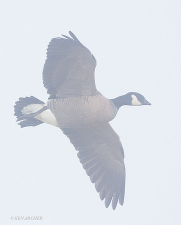 LCFL00900 Lesser Canada Geese