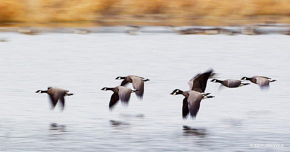 LCFL02308 Lesser Canada Geese