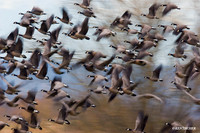 LCFL00066 Canada Geese