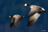LCFL00812 Lesser Canada Geese
