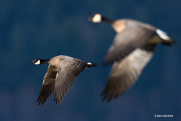 LCFL00812 Lesser Canada Geese