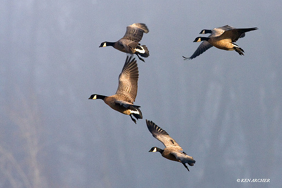 LCFL01170 Lesser Canada Geese