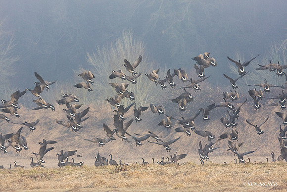 LCFL01339 Lesser Canada Geese