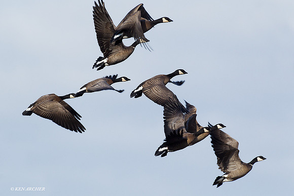 LCFL01811 Lesser Canada Geese
