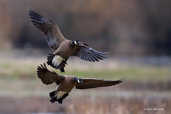 LCFL01450 Cackling Canada Geese