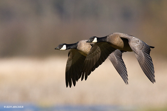 LCFL01020 Lesser Canada Geese