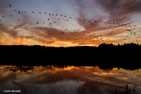 LCFL00121 Canada Geese