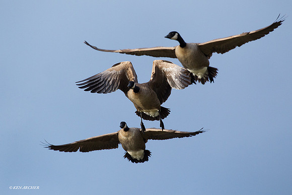 LCFL01876 Lesser Canada Geese