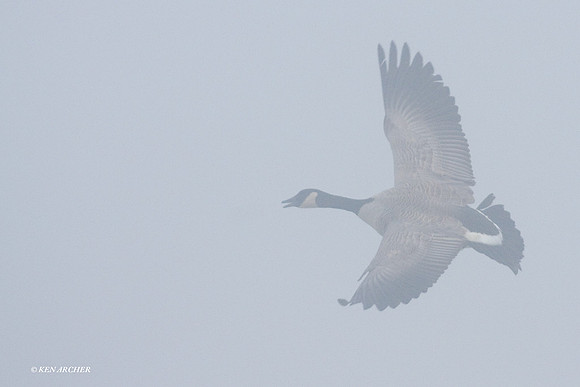 LCFL00869 Lesser Canada Geese