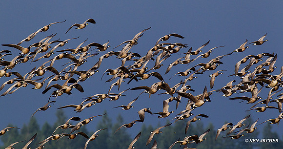 LCFL02344 Lesser Canada Geese