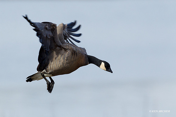 LCFL01801 Lesser Canada Geese