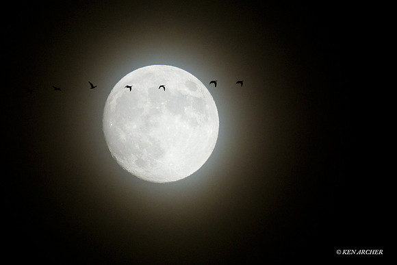 Lesser Canada Geese - LCFL02563