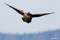LCFL01278 Lesser Canada Geese
