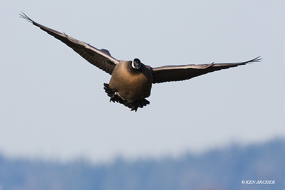 LCFL01278 Lesser Canada Geese