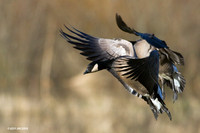 Lesser Canada Geese