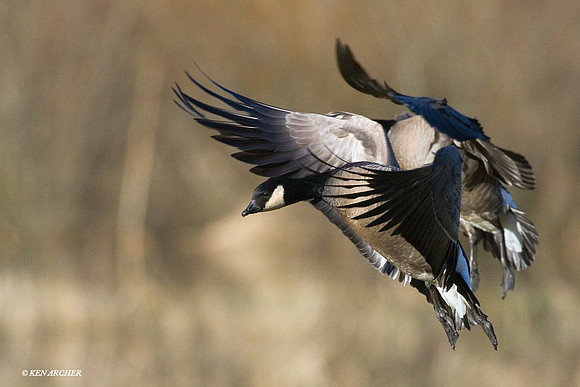 Lesser Canada Geese