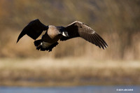 LCFL01269 Lesser Canada Geese